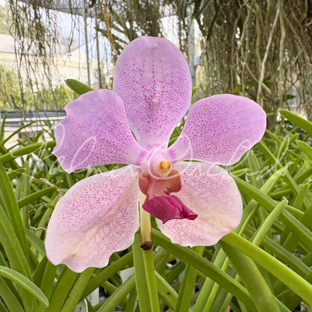 Van. Nopporn Orange Rosy-Sasicha — Palmer Orchids